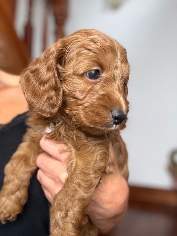 F1 beautiful miniature Cockapoo Puppies. - Image 4 of 6