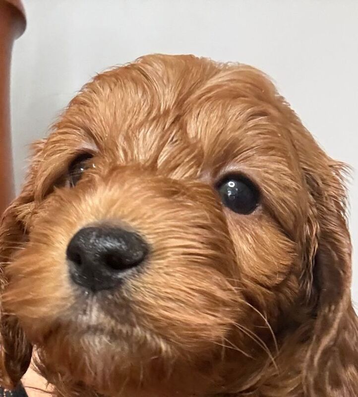 F1 beautiful miniature Cockapoo Puppies. - Image 5 of 6