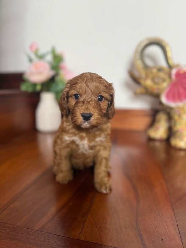 F1 beautiful miniature Cockapoo Puppies. - Image 6 of 6