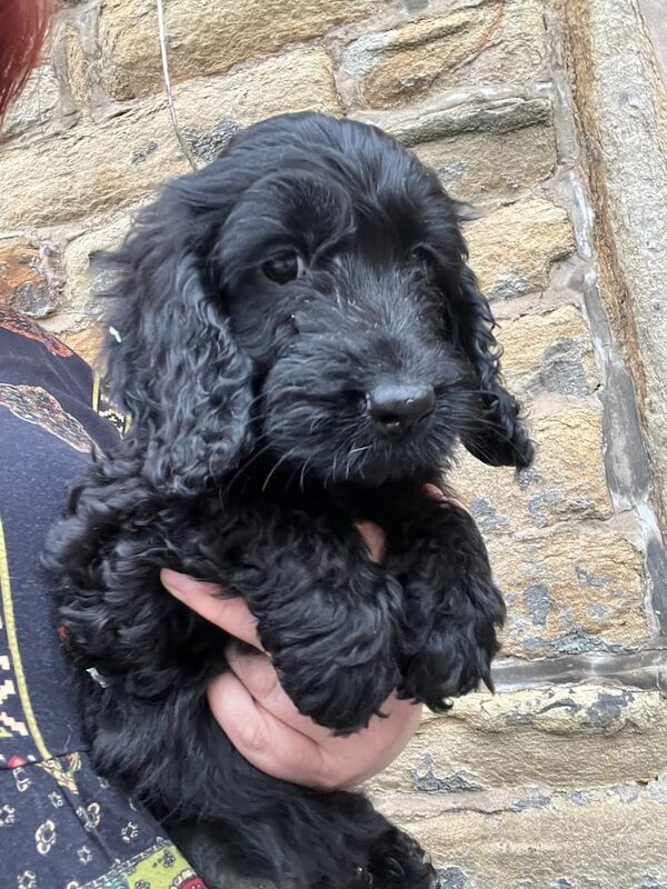 Cockapoo puppies for sale in Rochdale, Greater Manchester – 9 weeks old