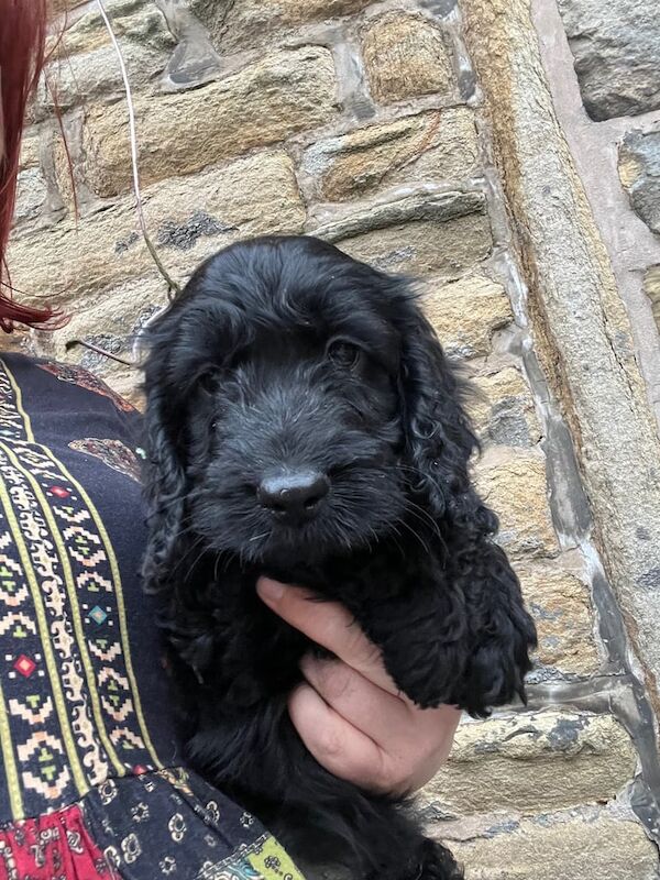 Cockapoo puppies for sale in Rochdale, Greater Manchester – 12 weeks old - Image 2 of 3