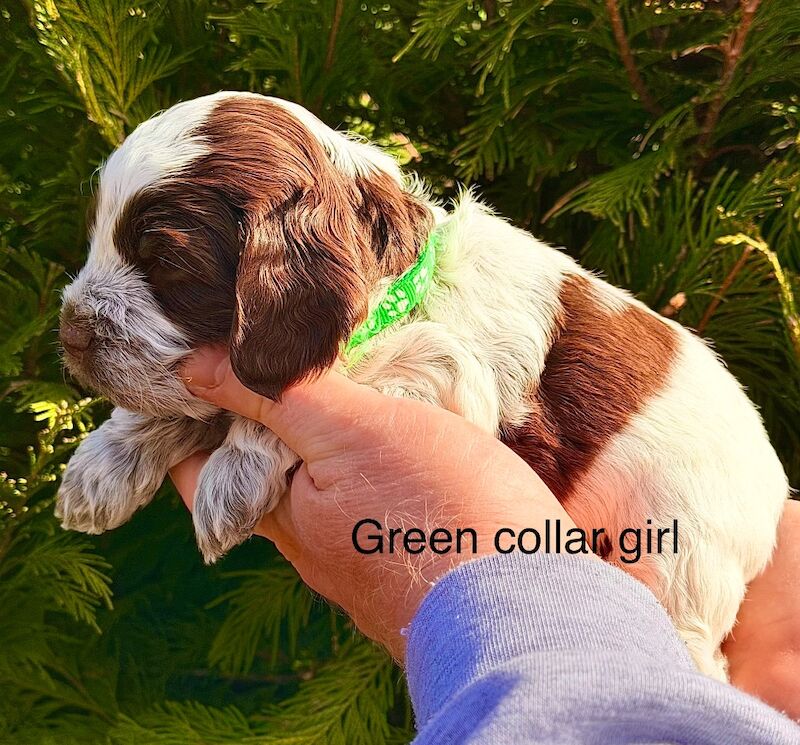 Miniature Cockapoo Puppies For Sale