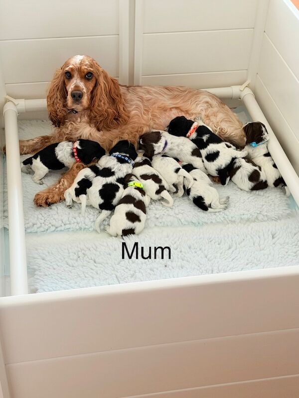 Miniature Cockapoo Puppies For Sale