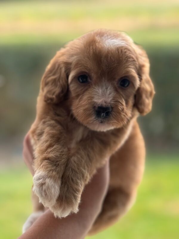 Cockapoo puppies for sale in Trentham, Staffordshire – 1 year old