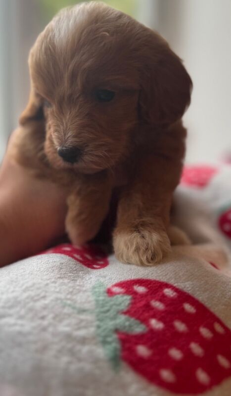 Cockapoo puppies for sale in Trentham, Staffordshire – 1 year old - Image 2 of 9