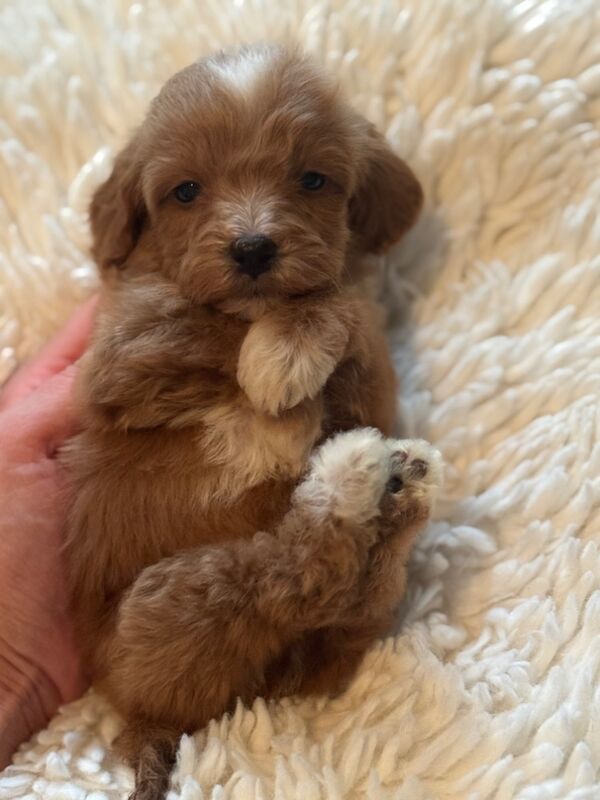 Cockapoo puppies for sale in Trentham, Staffordshire – 1 year old - Image 3 of 9