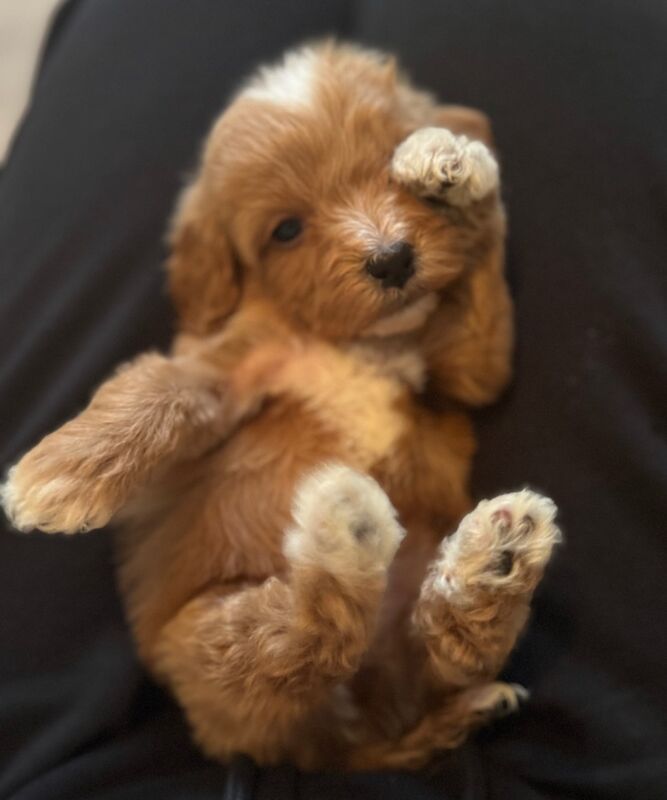 Cockapoo puppies for sale in Trentham, Staffordshire – 1 year old - Image 4 of 9