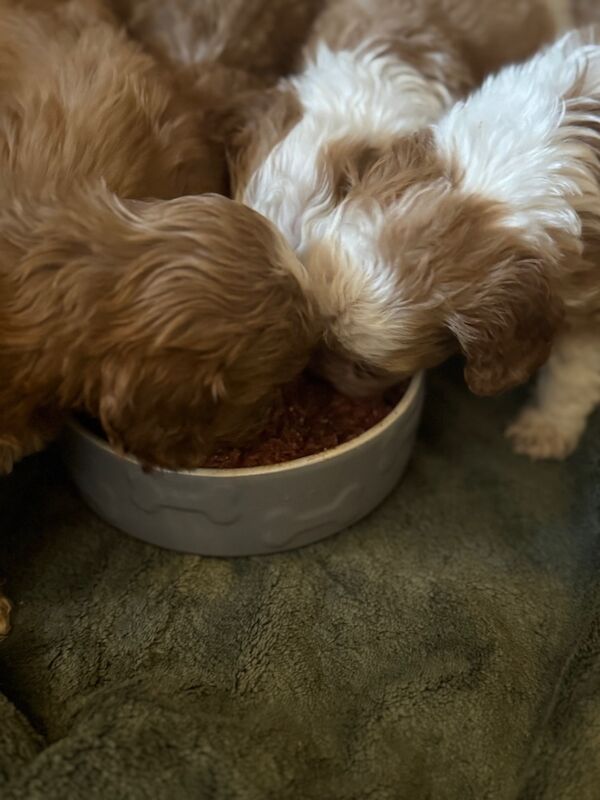 Cockapoo puppies for sale in Trentham, Staffordshire – 1 year old - Image 5 of 9