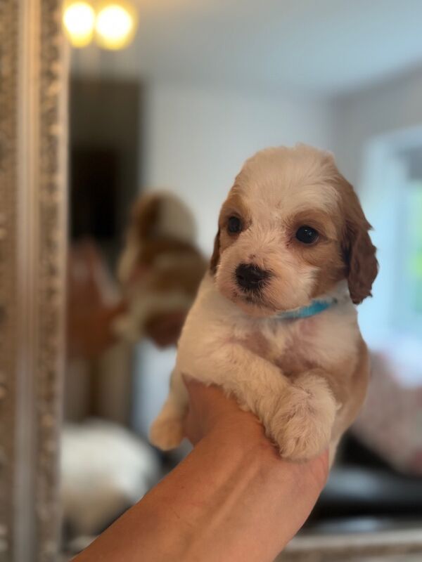 Cockapoo puppies for sale in Trentham, Staffordshire – 1 year old - Image 6 of 9