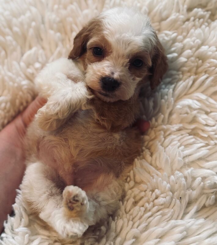 Cockapoo puppies for sale in Trentham, Staffordshire – 1 year old - Image 7 of 9