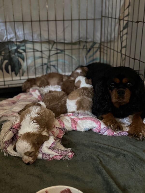 Cockapoo puppies for sale in Trentham, Staffordshire – 1 year old - Image 8 of 9