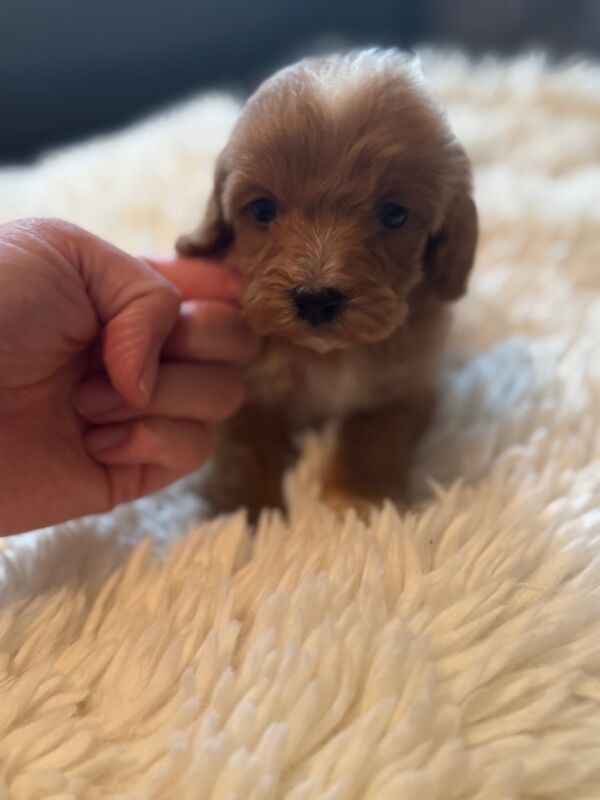 Cockapoo puppies for sale in Trentham, Staffordshire – 1 year old - Image 9 of 9