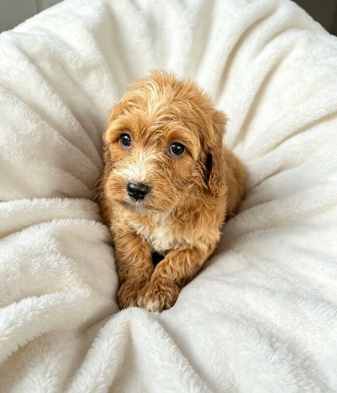 F1 Cockapoo - Image 2 of 9