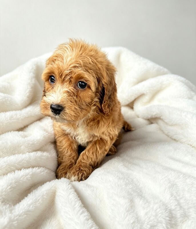 F1 Cockapoo - Image 3 of 9