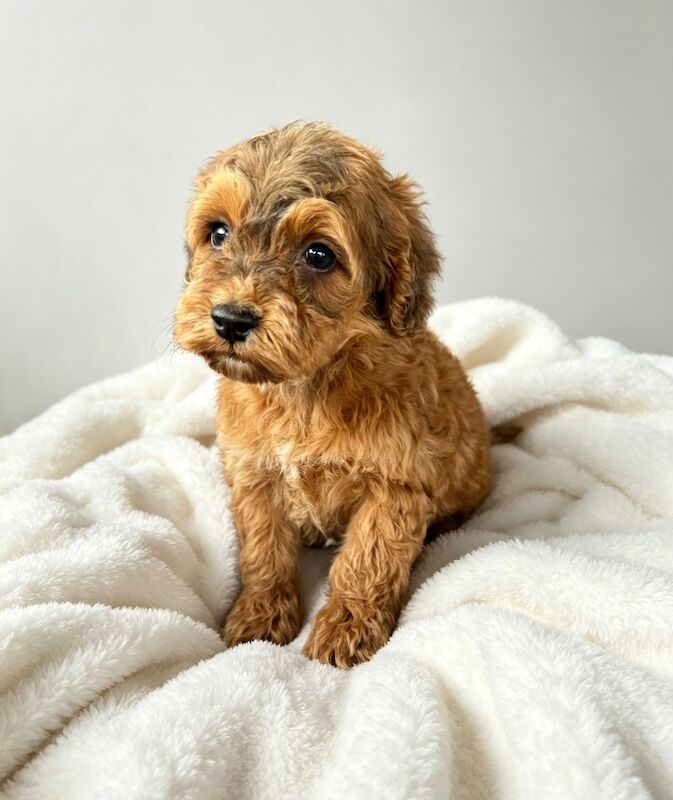 F1 Cockapoo - Image 5 of 9
