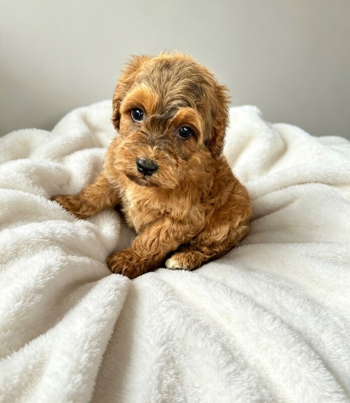 F1 Cockapoo - Image 6 of 9