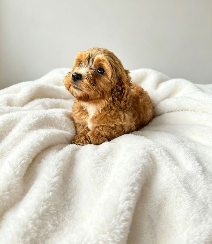 F1 Cockapoo - Image 7 of 9