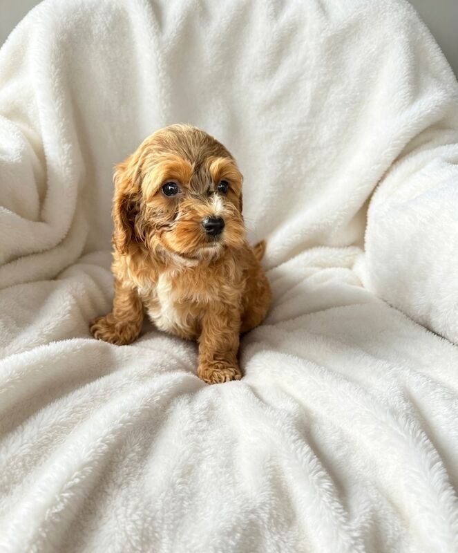 F1 Cockapoo - Image 9 of 9