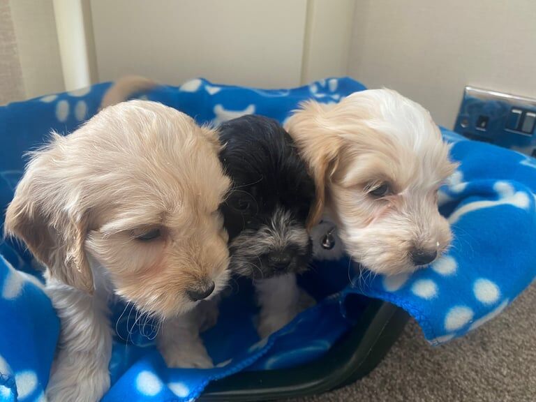 F1 cockapoo for sale in Lincoln, Lincolnshire