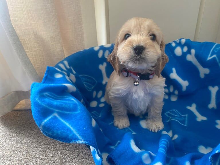 Cockapoo puppies for sale in Lincoln, Lincolnshire – 10 months old - Image 2 of 3