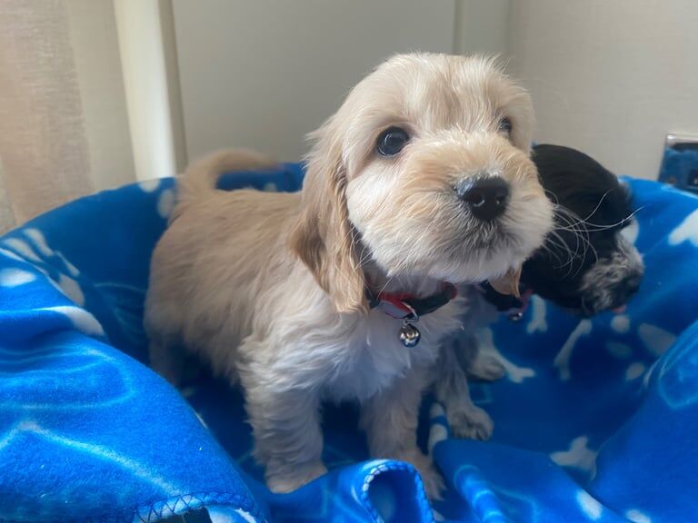 F1 cockapoo for sale in Lincoln, Lincolnshire | Image 3