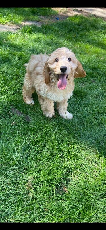 F1 cockapoo for sale in Linlithgow, West Lothian