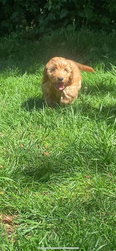 F1 cockapoo for sale in Linlithgow, West Lothian | Image 2