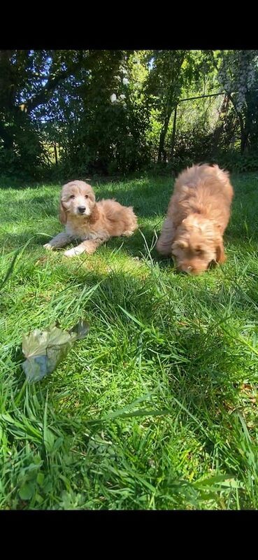 F1 cockapoo for sale in Linlithgow, West Lothian | Image 3