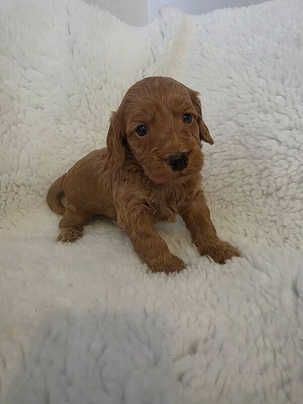 Kennel Club Registered Cockapoo Puppies For Sale