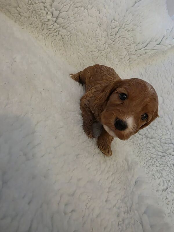 Cockapoo puppies for sale in Southampton, Hampshire – KC registered, 5 weeks old - Image 2 of 3