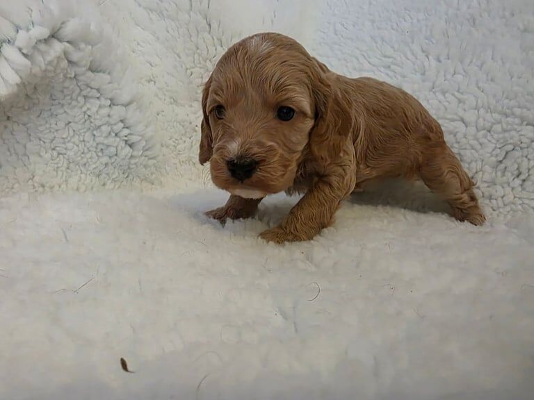 Cockapoo puppies for sale in Southampton, Hampshire – KC registered, 5 weeks old - Image 3 of 3
