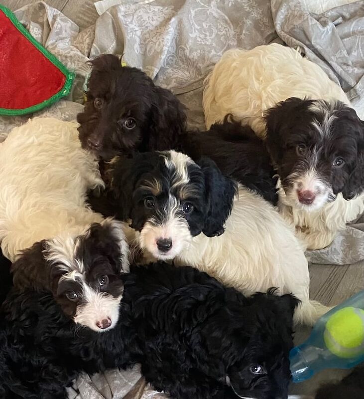 Cockapoo puppies for sale in Eastbourne, East Sussex – 8 weeks old