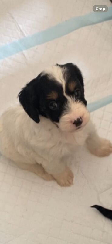 Cockapoo puppies for sale in Eastbourne, East Sussex – 8 weeks old - Image 2 of 3