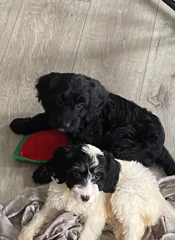 Cockapoo puppies for sale in Eastbourne, East Sussex – 8 weeks old - Image 3 of 3
