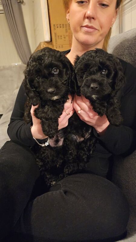 Cockapoo puppies for sale in Newcastle upon Tyne, Tyne and Wear – 7 weeks old