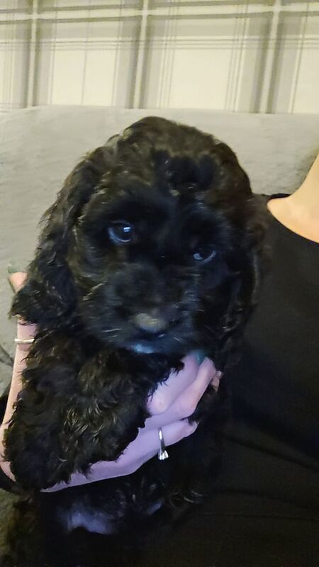 Cockapoo puppies for sale in Newcastle upon Tyne, Tyne and Wear – 4 months old - Image 2 of 5