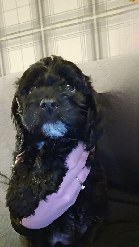 Cockapoo puppies for sale in Newcastle upon Tyne, Tyne and Wear – 4 months old - Image 3 of 5