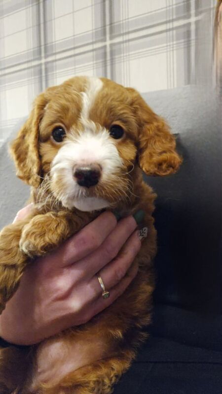 Cockapoo puppies for sale in Newcastle upon Tyne, Tyne and Wear – 4 months old - Image 4 of 5