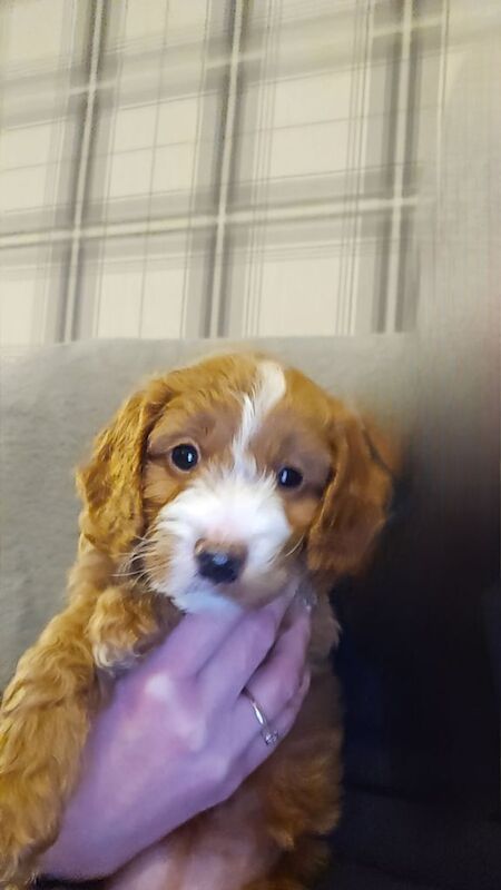 Cockapoo puppies for sale in Newcastle upon Tyne, Tyne and Wear – 4 months old - Image 5 of 5
