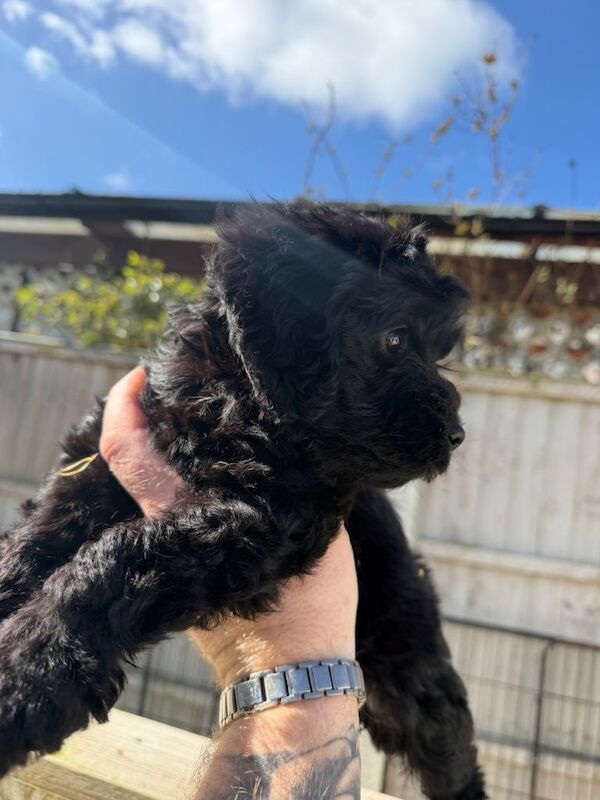 F1 cockapoo - Image 2 of 4