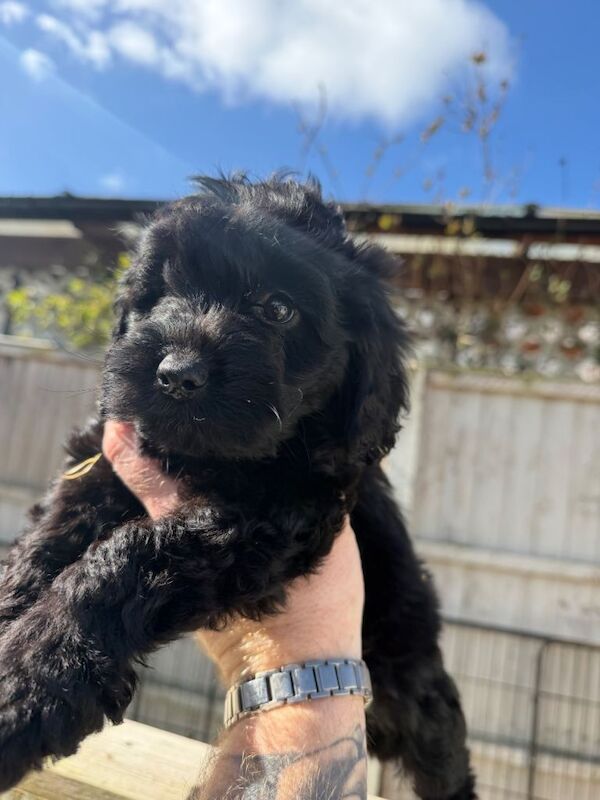 F1 cockapoo - Image 3 of 4