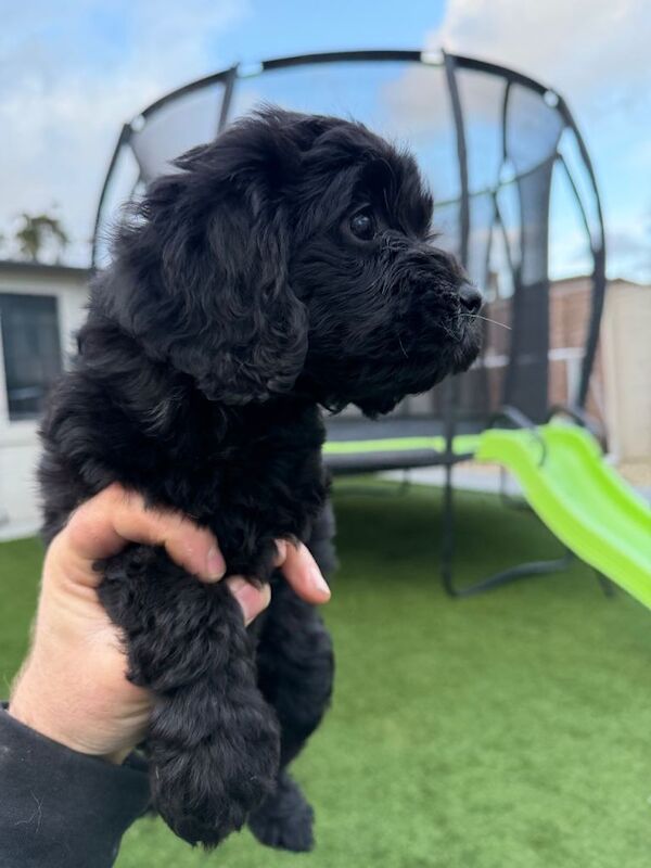 F1 cockapoo - Image 4 of 4
