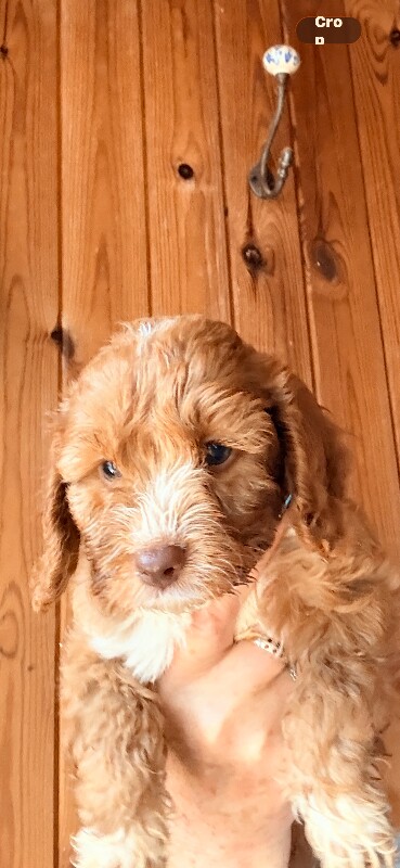 F1 cockapoo