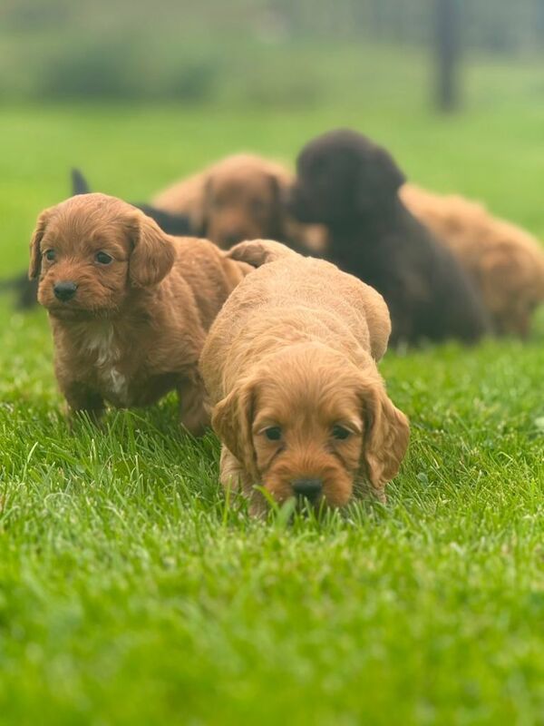 F1 Cockapoo