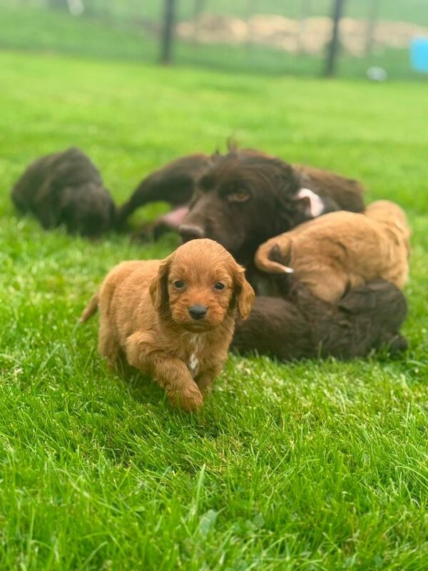 F1 Cockapoo - Image 2 of 4
