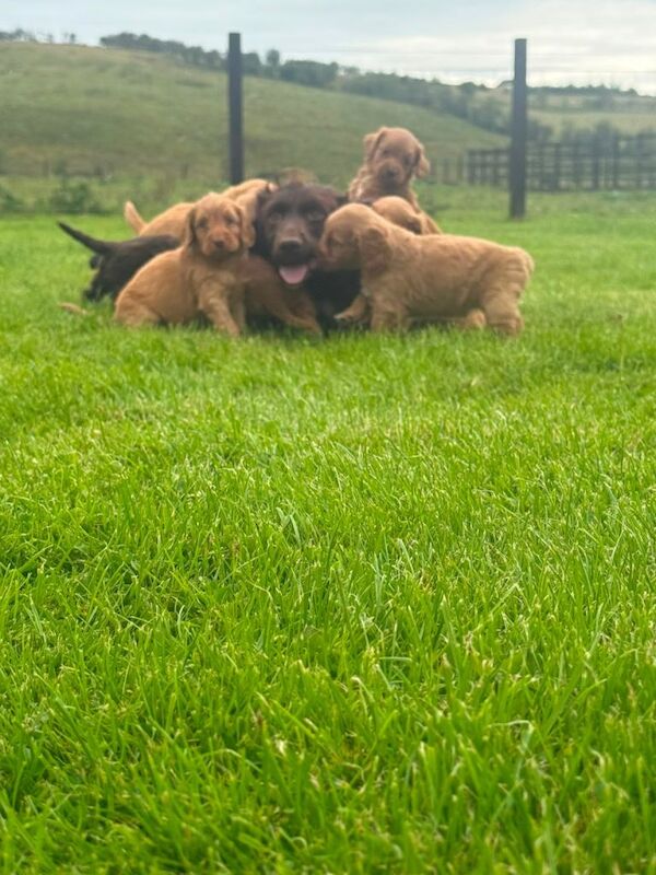 F1 Cockapoo - Image 3 of 4