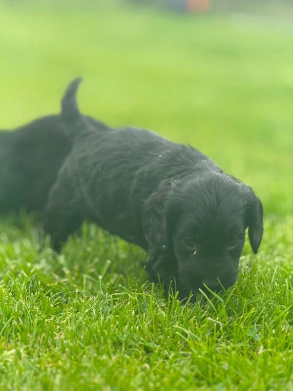 F1 Cockapoo - Image 4 of 4