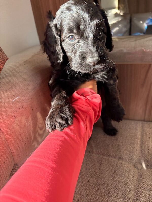 F1 cockapoo boy