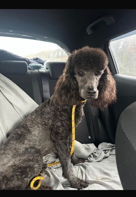 F1 cockapoo boy - Image 3 of 3