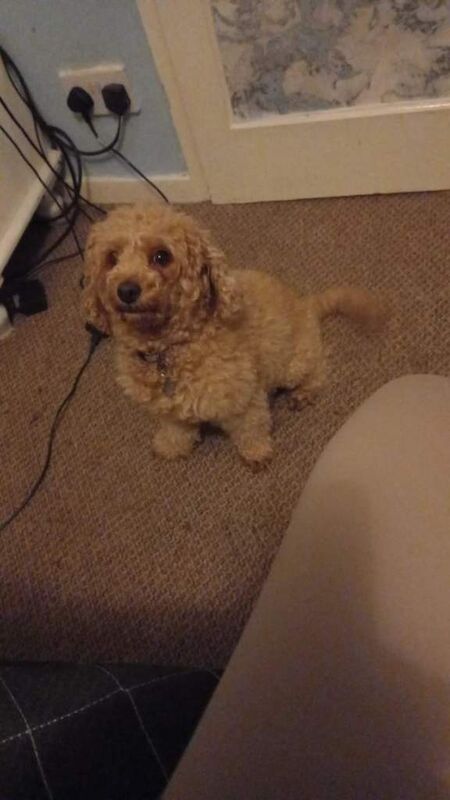 Cockapoo puppies for sale in Hyde, Greater Manchester – KC registered, 5 weeks old